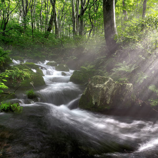 Cultivating Emotional Balance