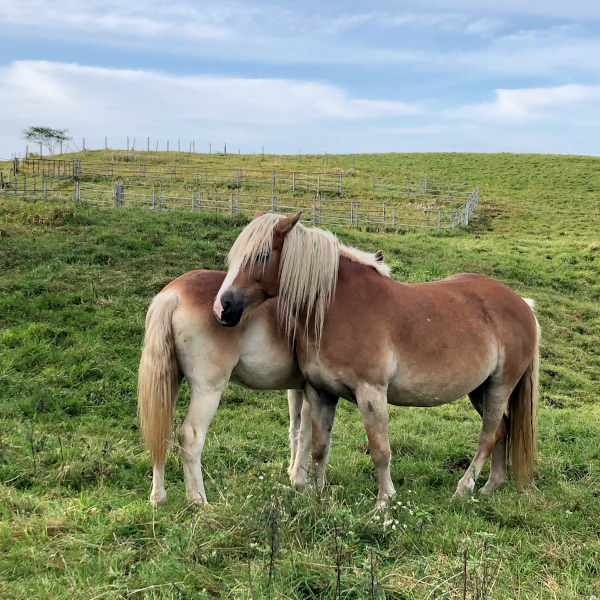 Animal communication