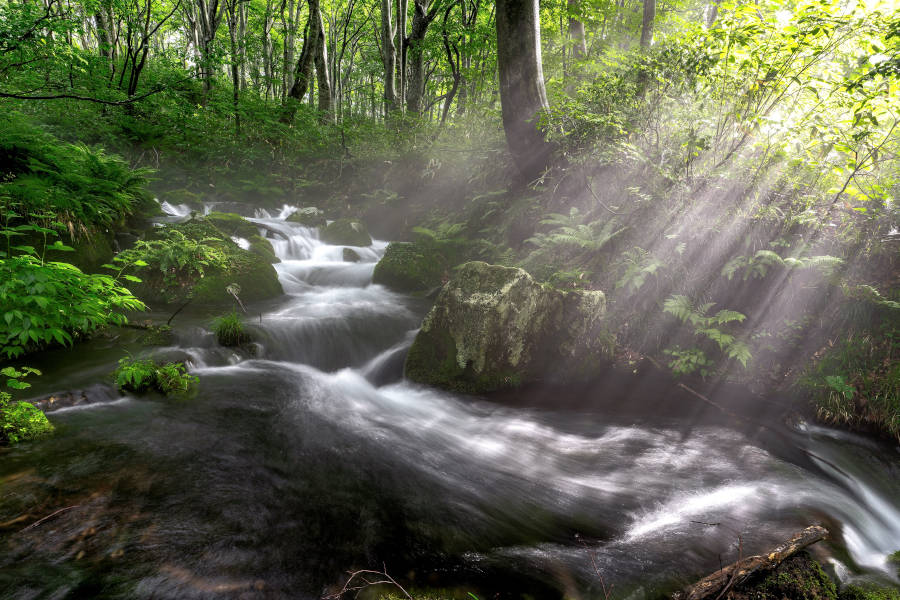 Cultivating Emotional Balance