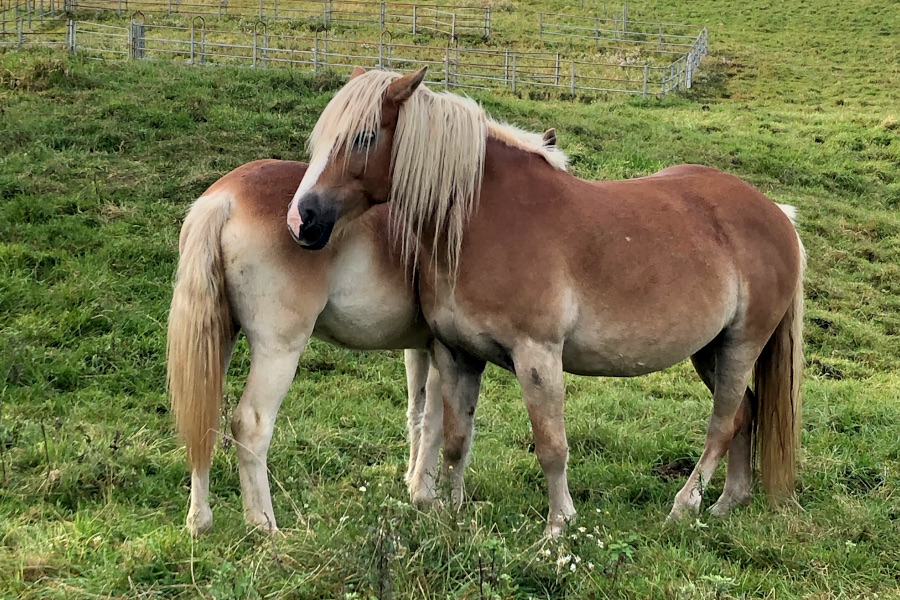 Animal communication