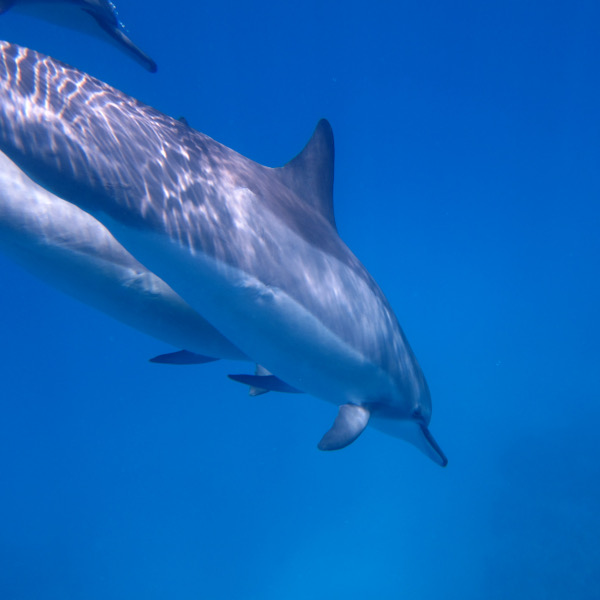 Spinner dolphins of the Big Island, Hawaii