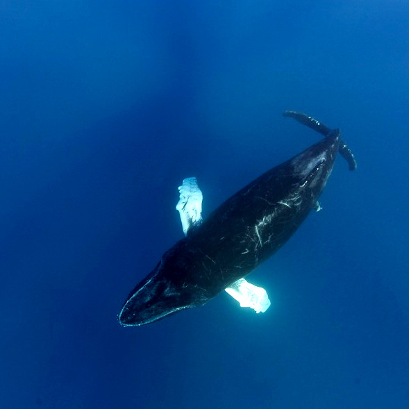 Humpback whales