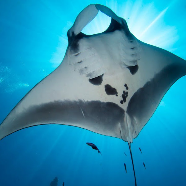 Manta rays