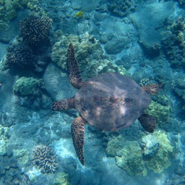 Turtles