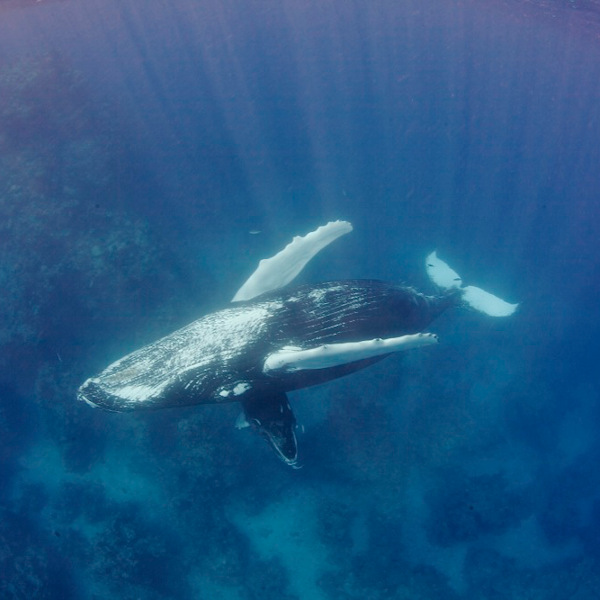 Humpback whale with calf